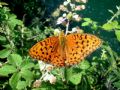 Argynnis adippe